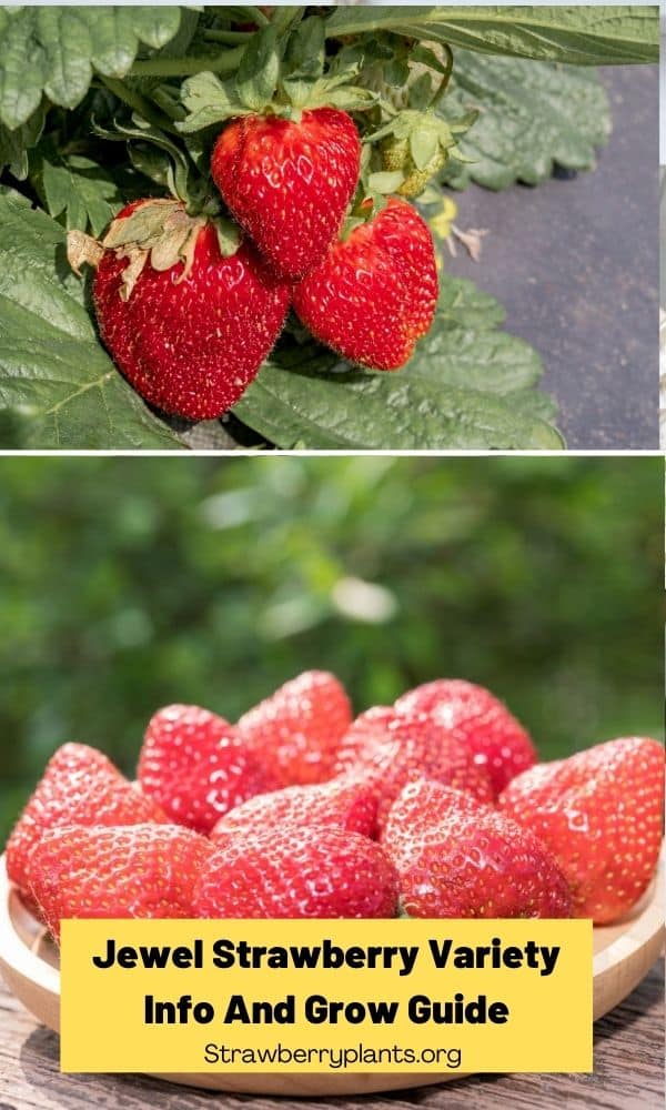 Jewel Strawberry Variety Info And Grow Guide Strawberry Plants