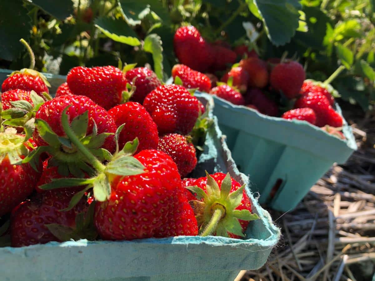 Fresh strawberries in the garden