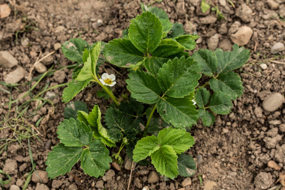 A new June bearing strawberry plant with a blossom