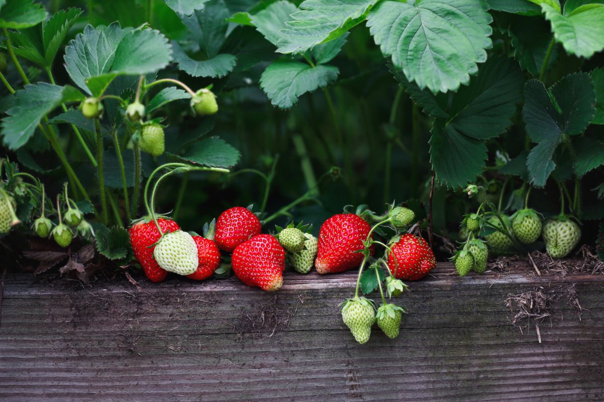 Large red June bearing strawberries ripen in a strawberry bed