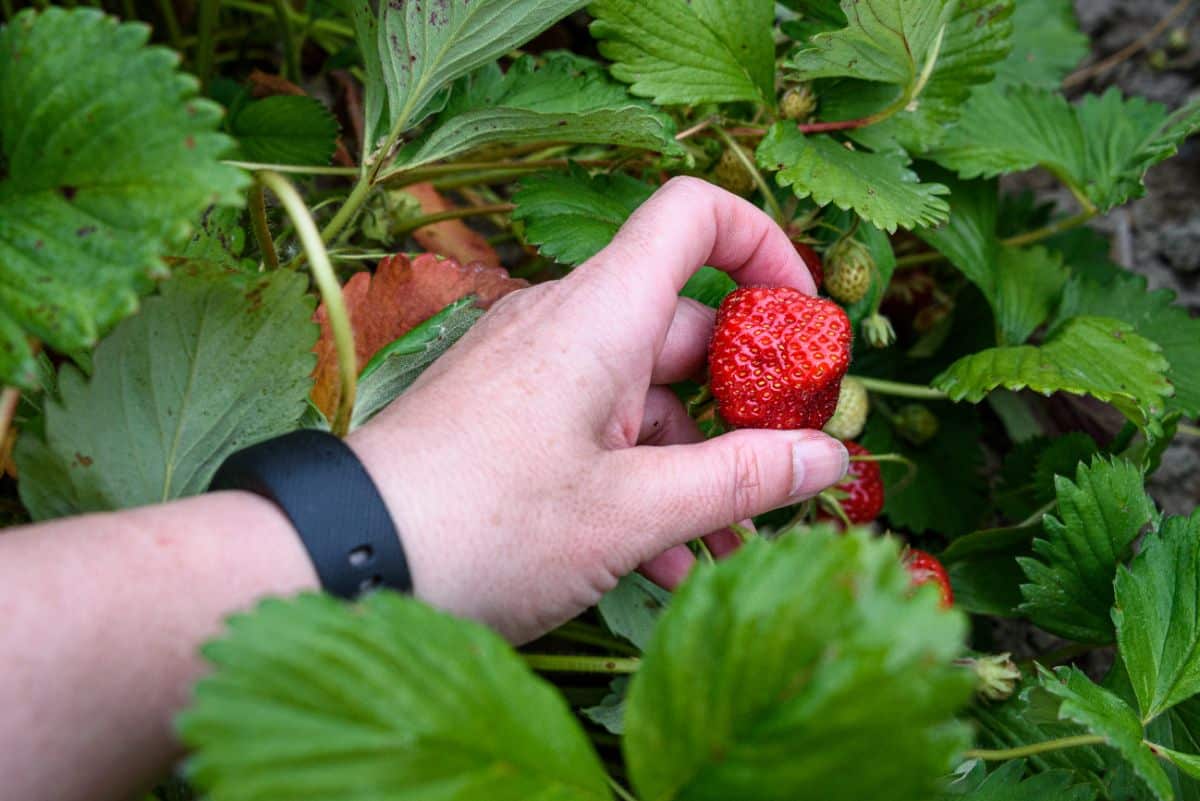 A hand picks a large fresh strawberry from a June-bearing plant