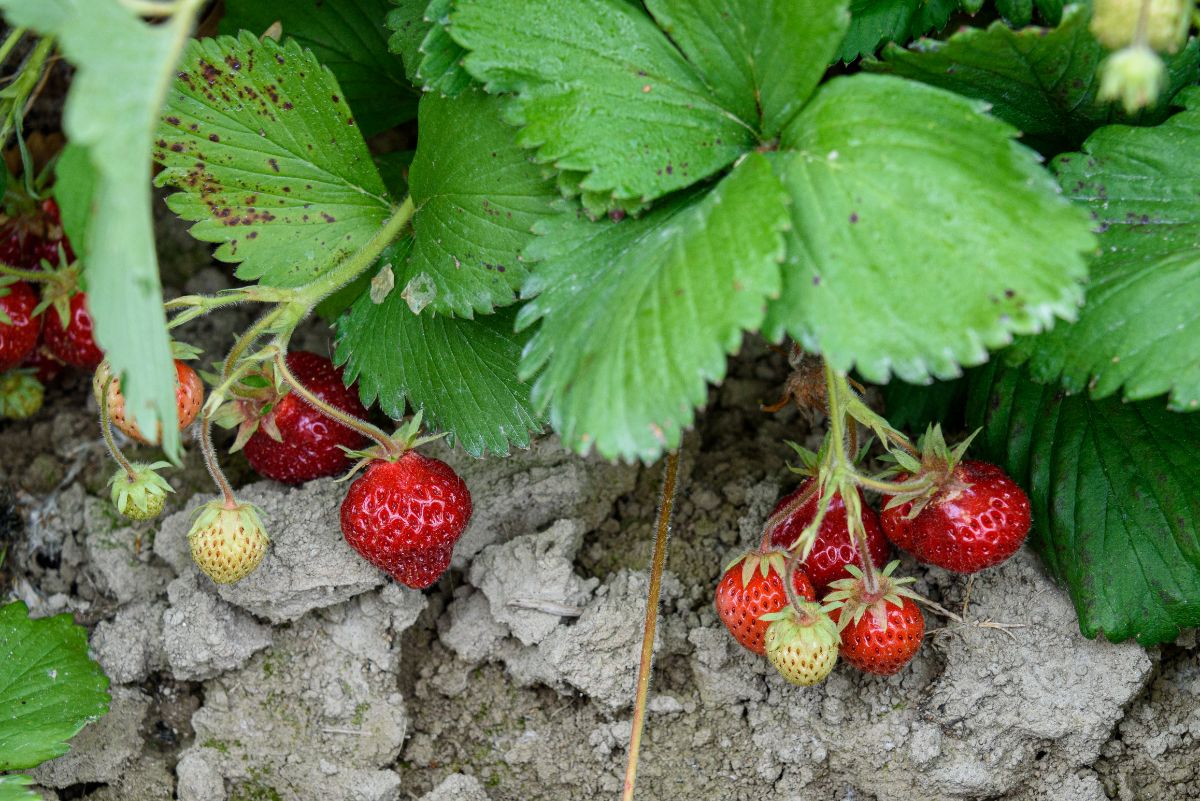 June bearing strawberries ripening on the vine