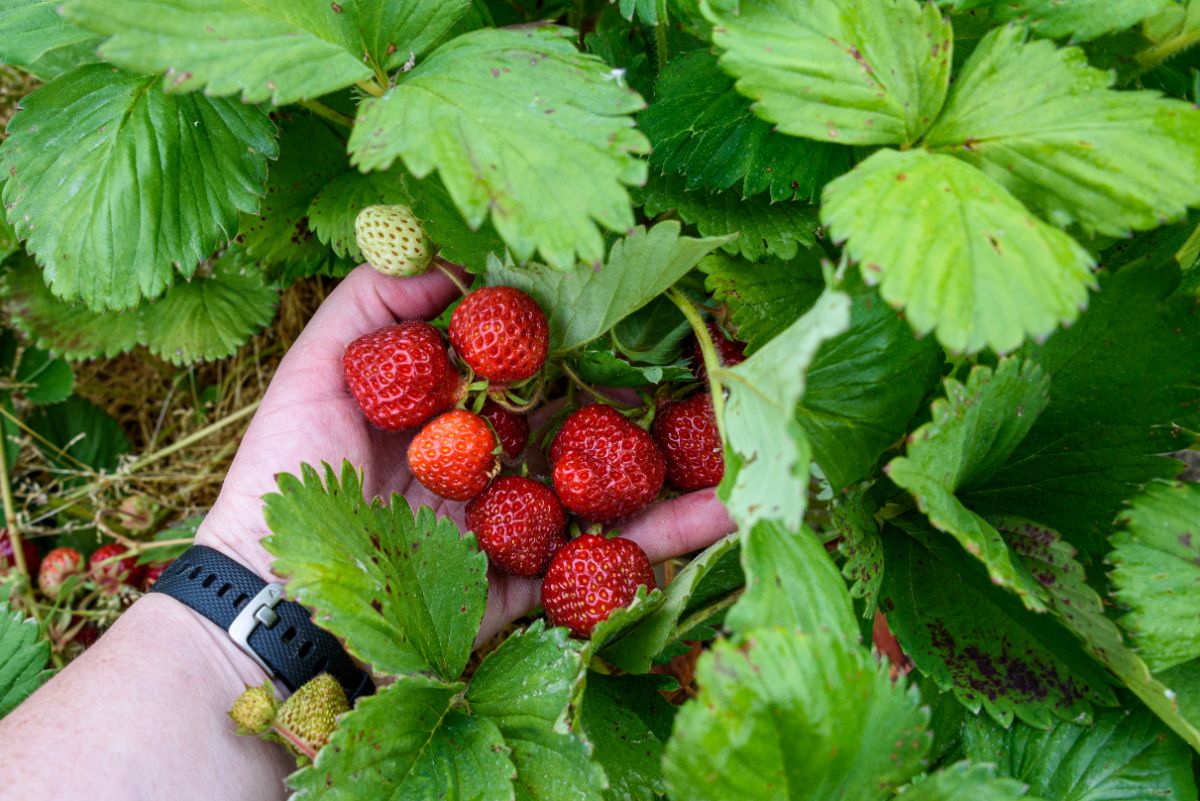 A gardener reaches into a large yield of strawberries on a plant