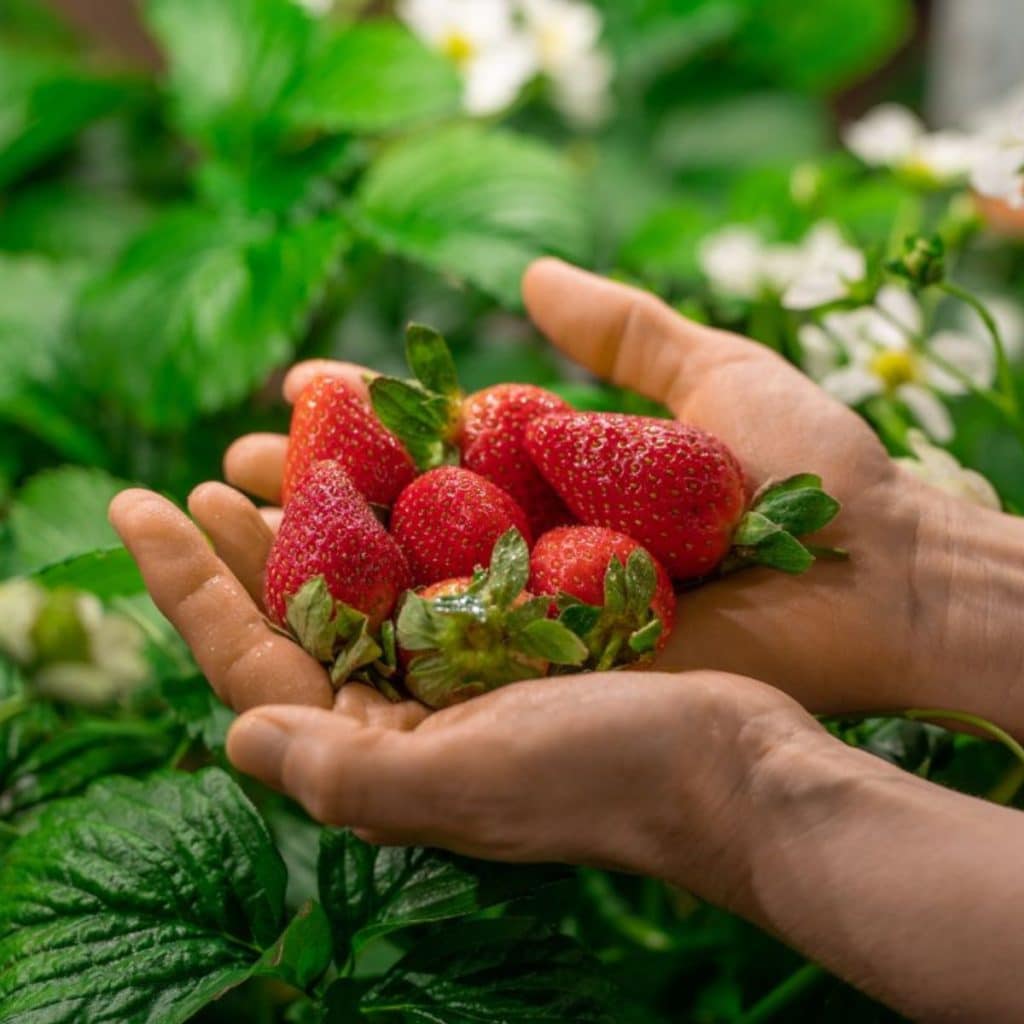 Japanese Strawberry Growing Secrets or Why They Cost $500 Per Piece