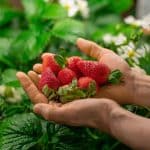 Hands holding freshly harvested organic strawberries.