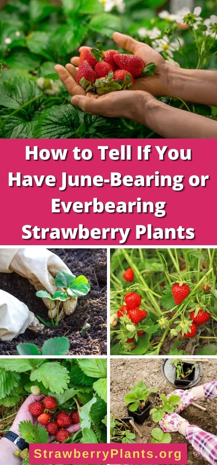 How to Tell If You Have June-Bearing or Everbearing Strawberry Plants ...