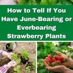 How to Tell If You Have June-Bearing or Everbearing Strawberry Plants pinterest image.