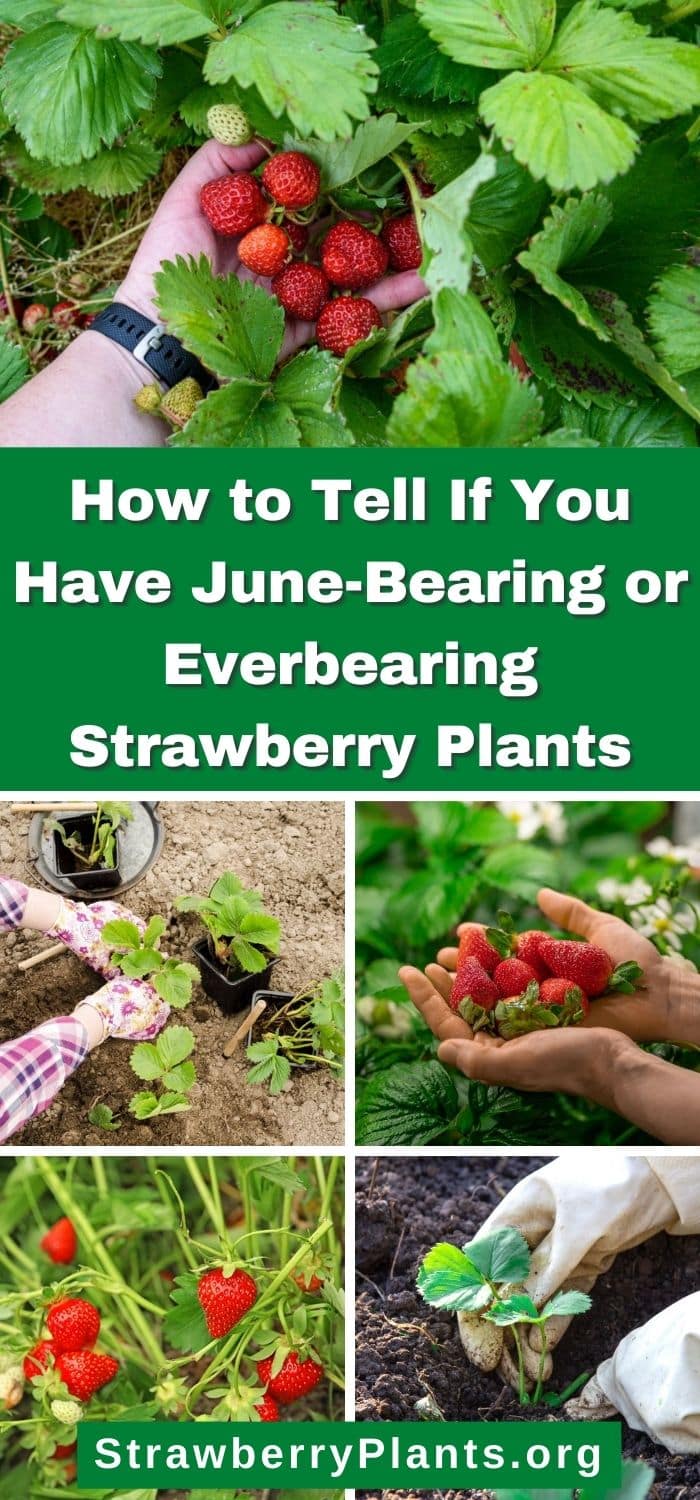 how-to-tell-if-you-have-june-bearing-or-everbearing-strawberry-plants