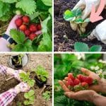 How to Tell If You Have June-Bearing or Everbearing Strawberry Plants pinterest image.