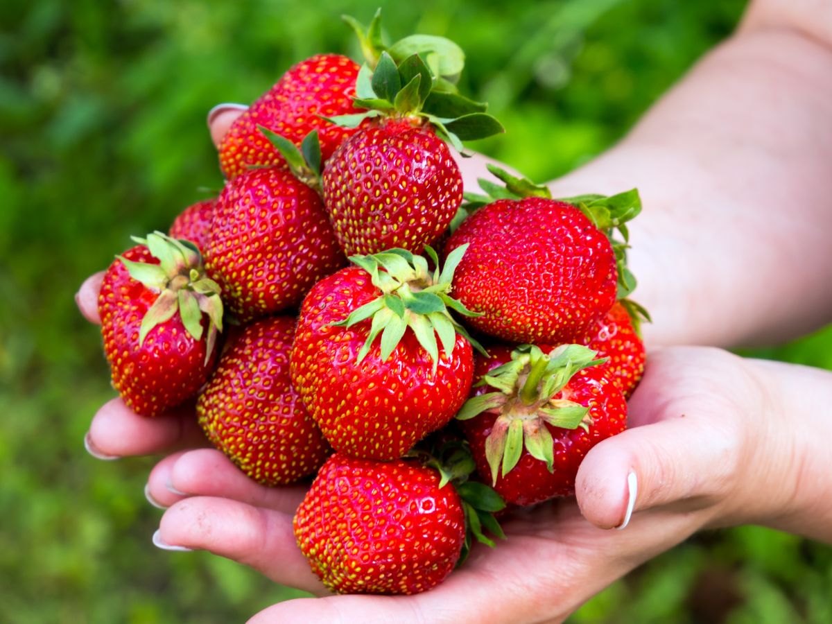 Hands holding fresh ripe big strawberries
