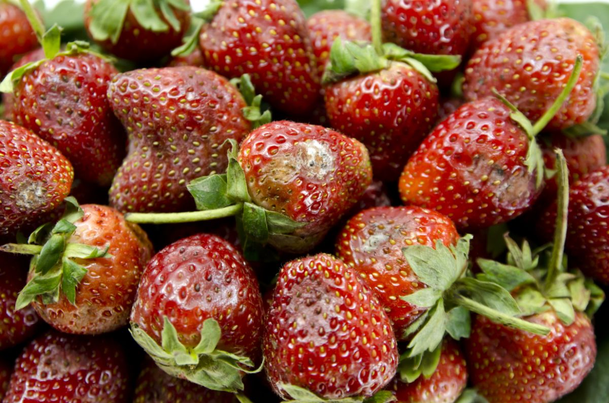 Strawberries with mold