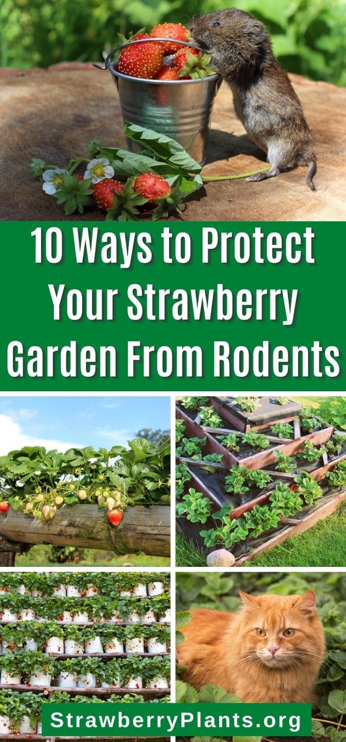 11 Ways to Protect Your Strawberry Garden From Rodents Strawberry Plants