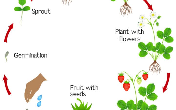 Strawberry plant life cycle illustration.