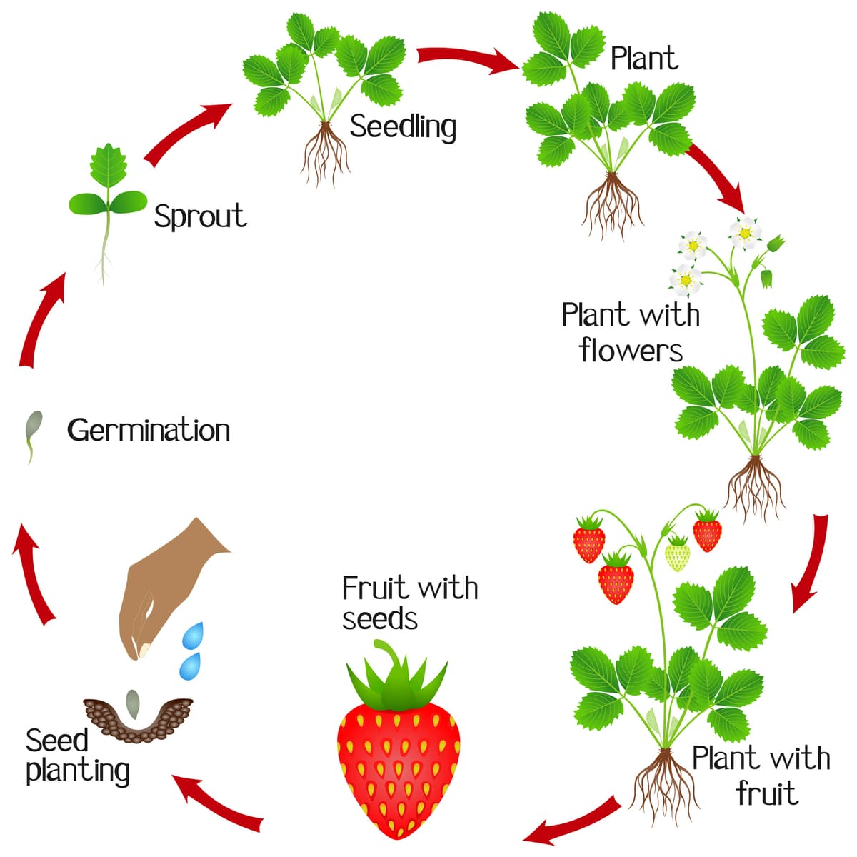 Life Cycle Of Strawberry Plant Growth Stage From Seed To Strawberry ...