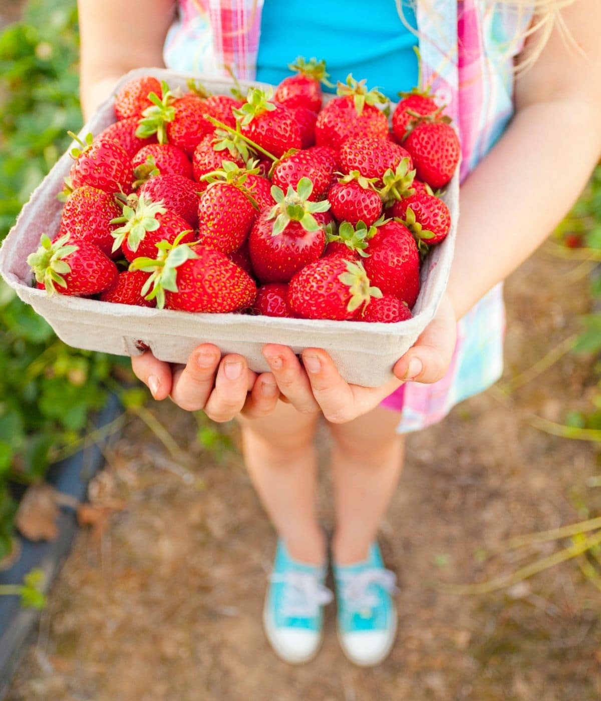 Little girl holding a box of freshly picked strawberries.