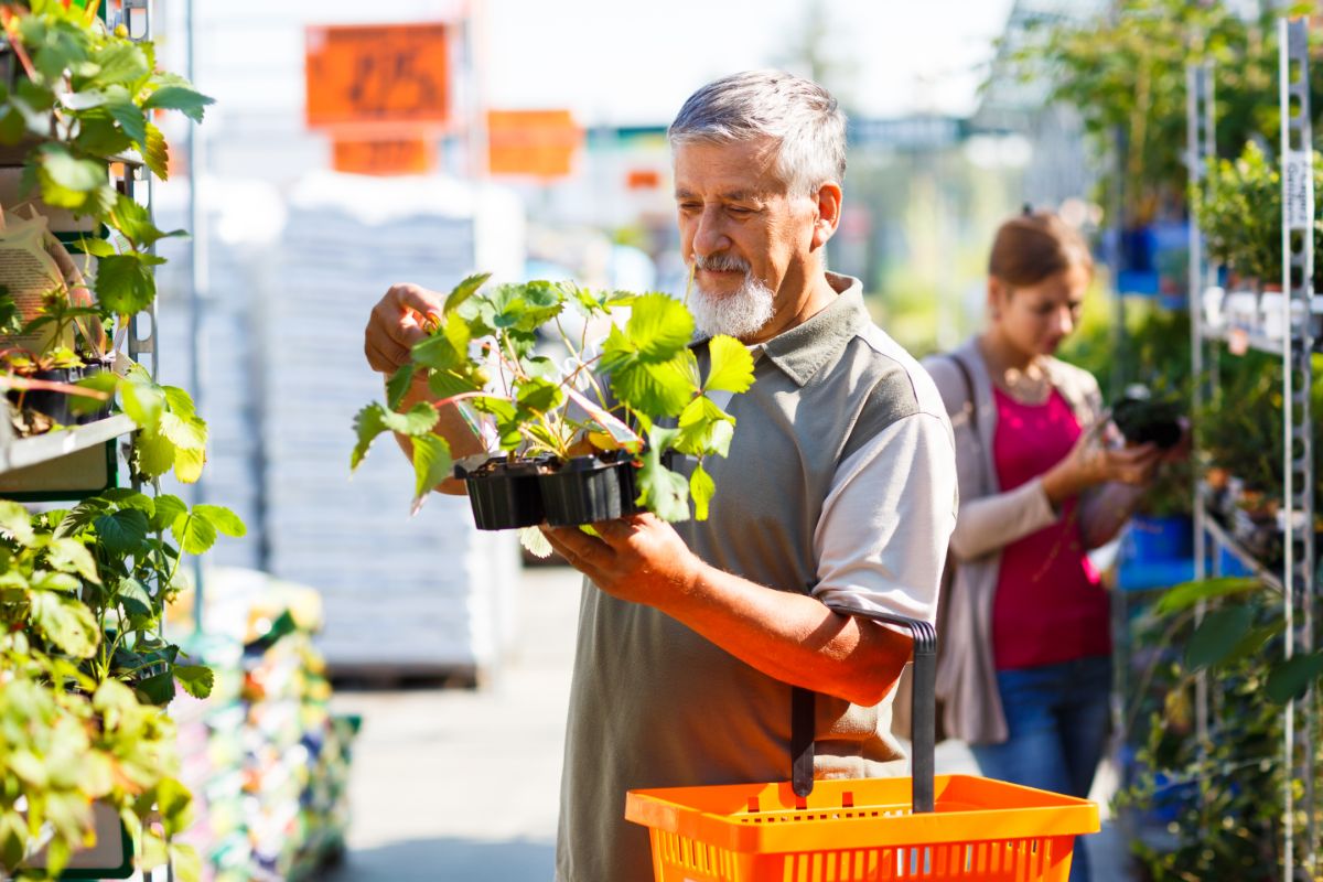 Man on a market holding a strawberry plant.