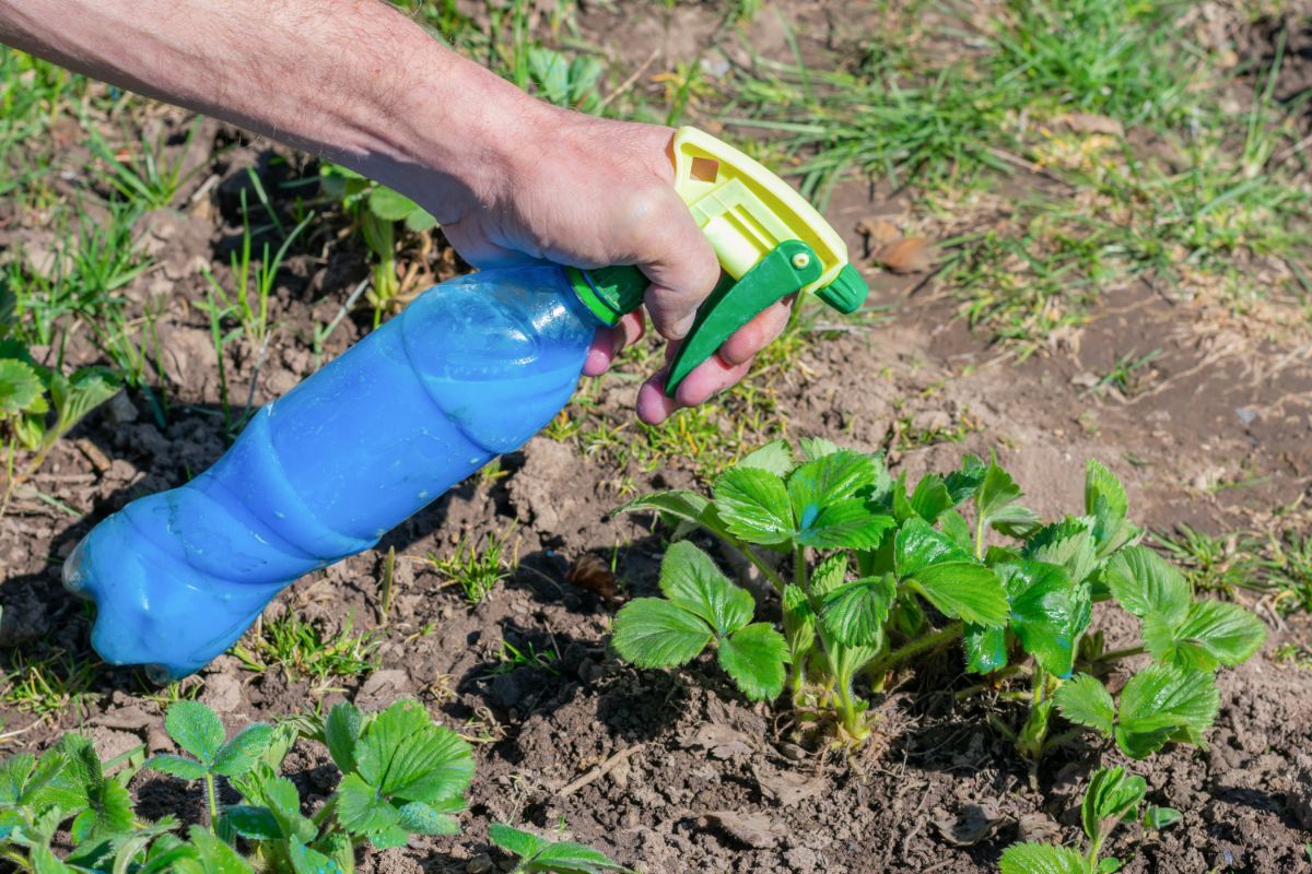 Hand holding a bottle and spraying strawberry plants.