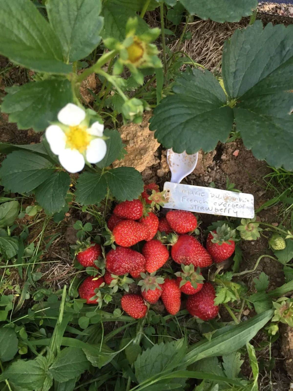Ripe Mara Des Bois Strawberries on a field with a label.