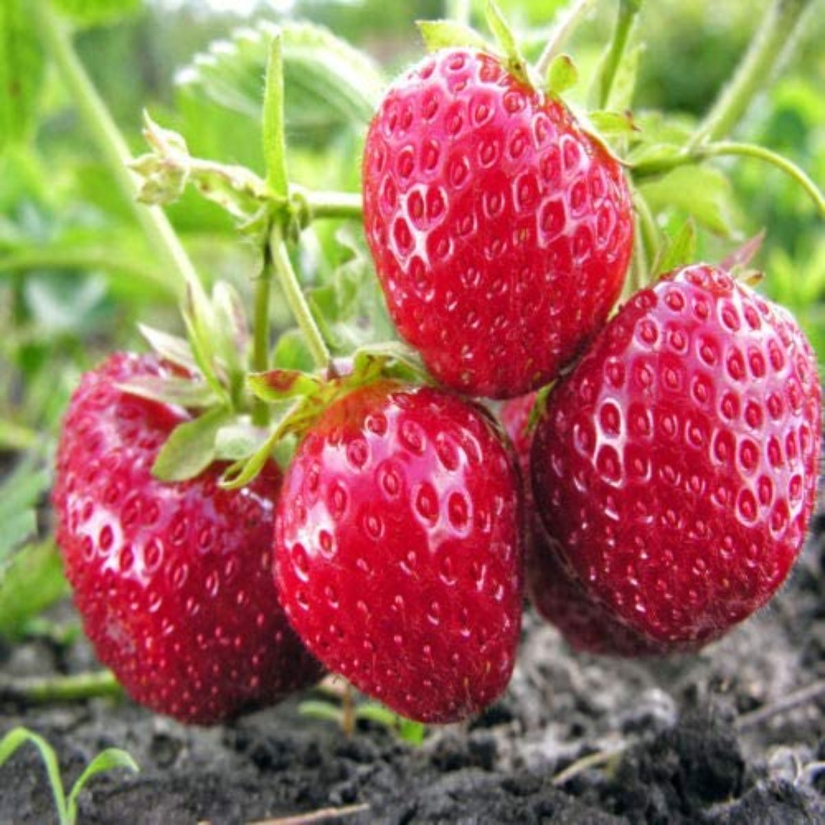 Ripe Mara Des Bois Strawberries on a stem close-up.
