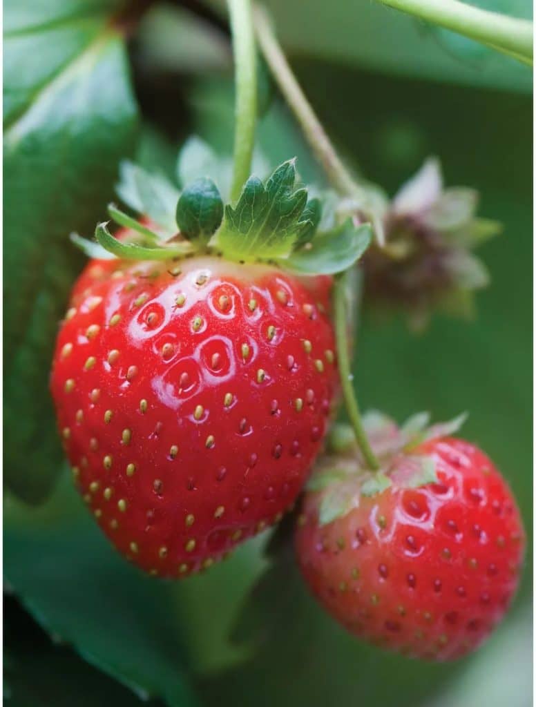 Mara Des Bois Strawberry Variety Info And Grow Guide Strawberry Plants