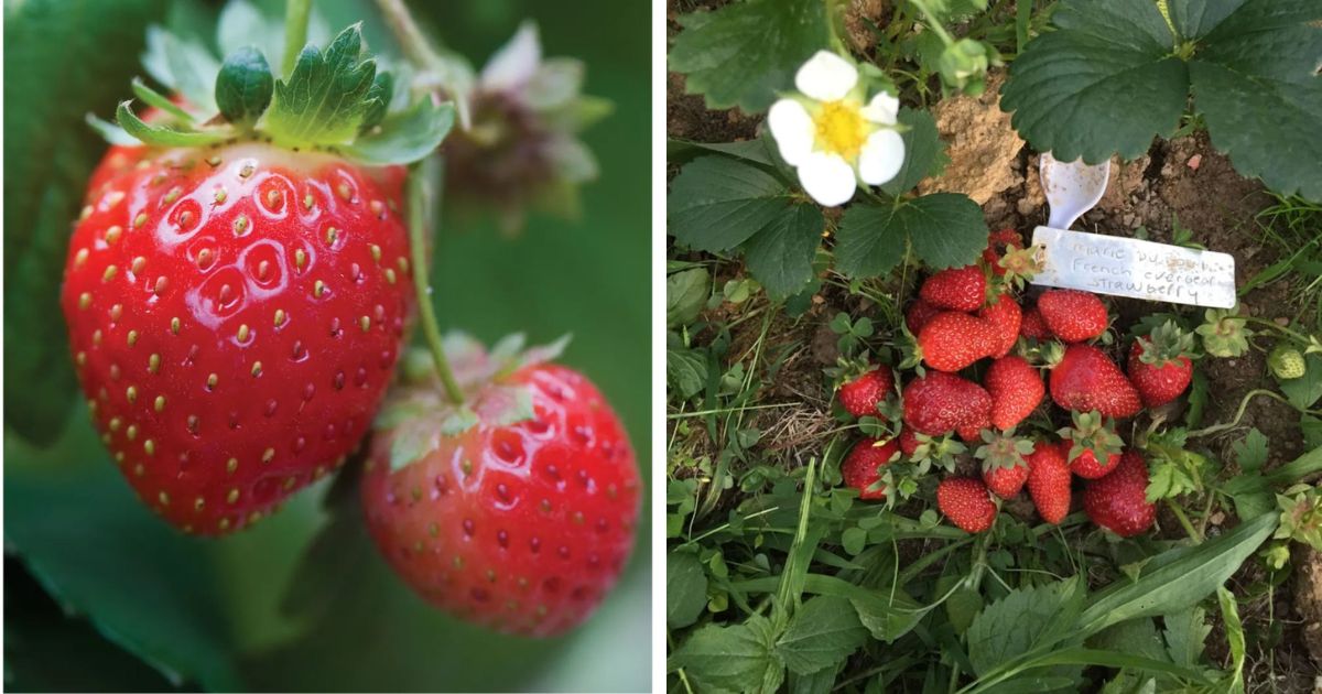 Mara Des Bois Strawberry Variety Info And Grow Guide Strawberry Plants