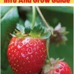 Mara Des Bois Strawberry Variety Info And Grow Guide pinterest image.
