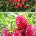 Mara Des Bois Strawberry Variety Info And Grow Guide pinterest image.