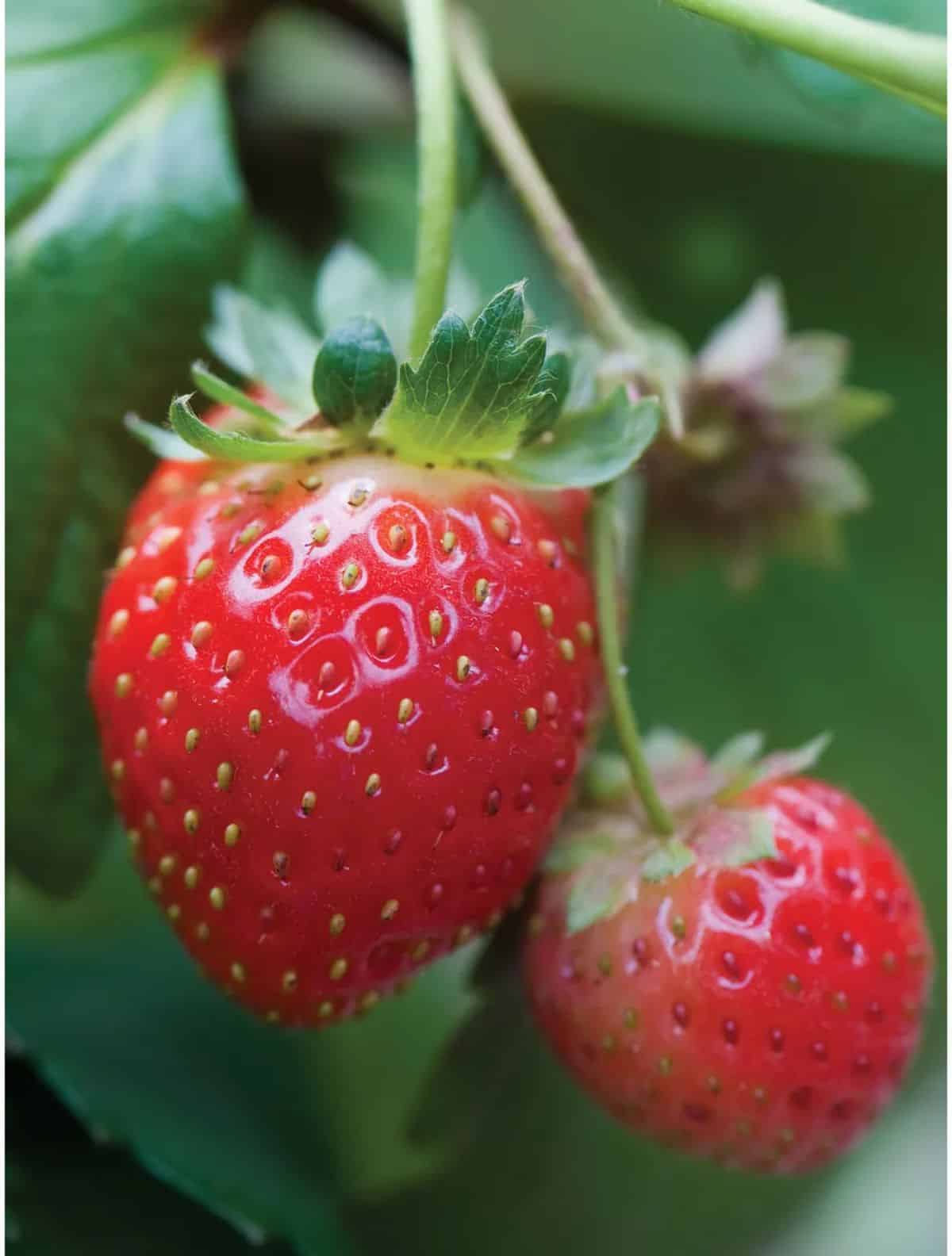Ripe Mara Des Bois Strawberries on a stem close-up.