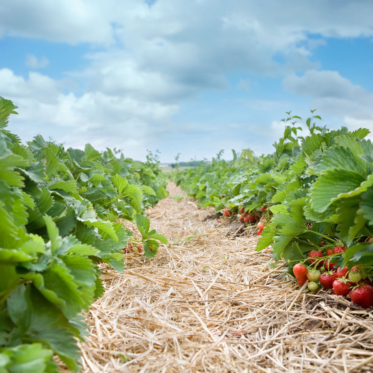 Life Cycle of Strawberry Plants The Definitive Guide (Updated 2022)