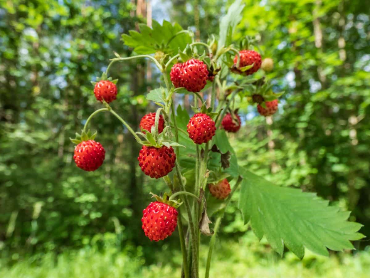 Ripe mignonette strawberries on a plant.