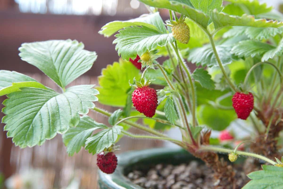 Ripe mignonette strawberries on a plant growin in a pot.