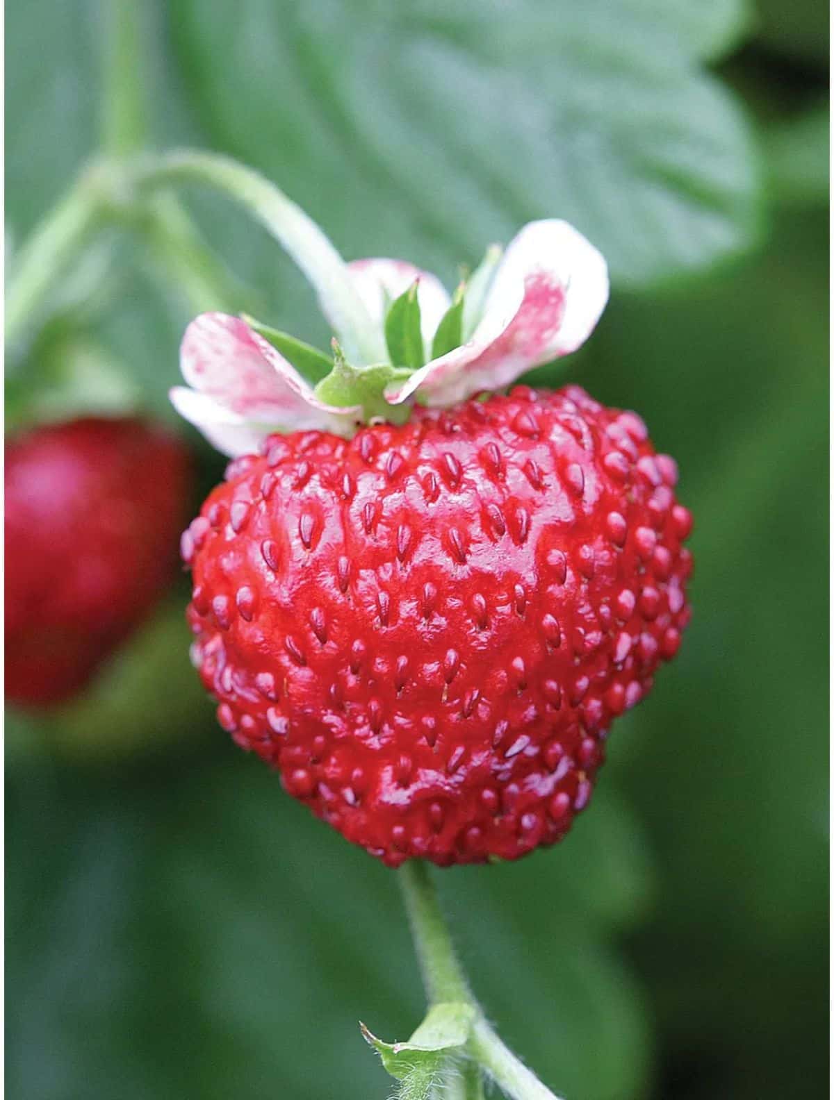 Close-up of ripe Mignonette Strawberry Variety.