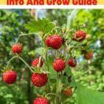 Mignonette Strawberry Variety Info And Grow Guide (Fragaria vesca) pinterest image.