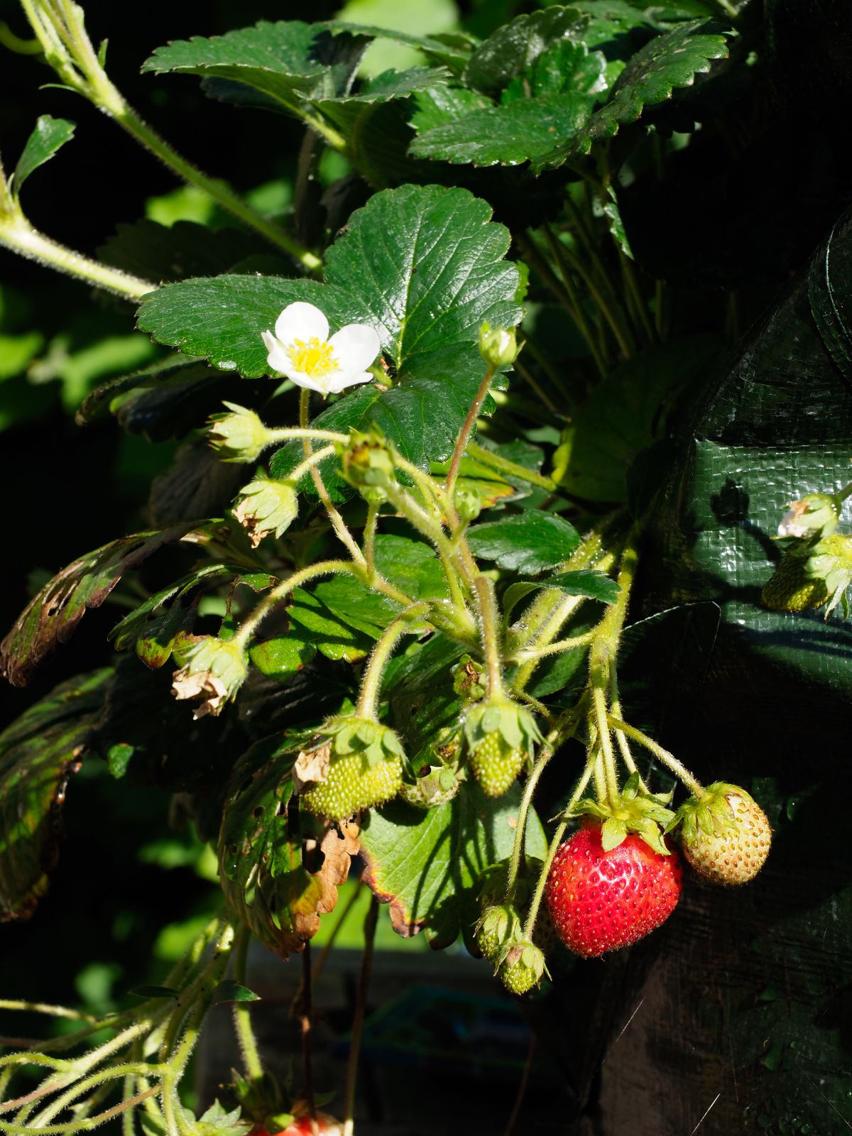 Montana strawberry variety with white flower and fruits growing in a pot.