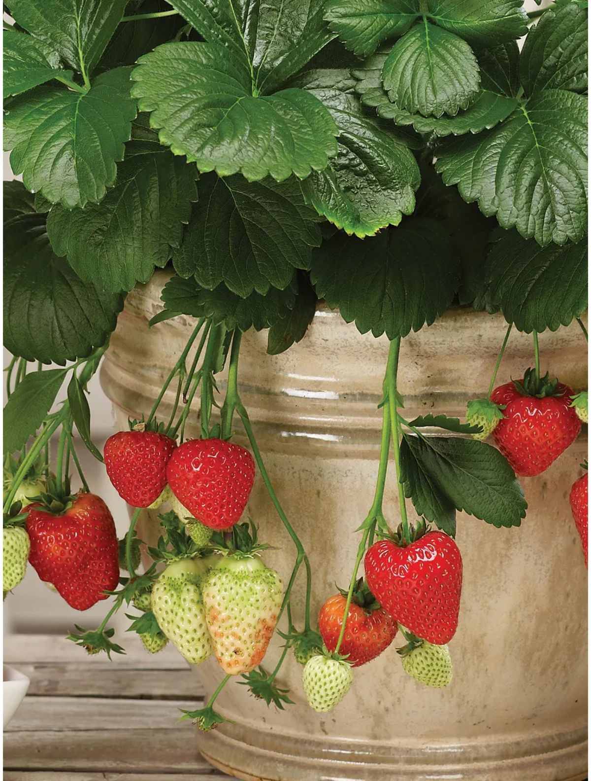 Montana strawberry variety plant with ripe fruits growing in a pot.