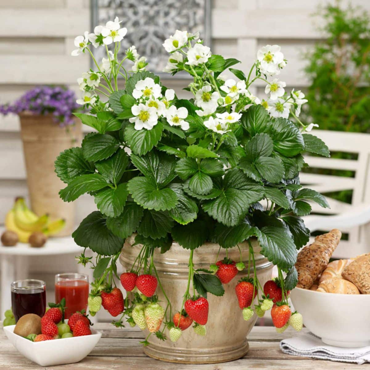 Montanta strawberry variety plant growing in a pot on a table with bowls of foods.