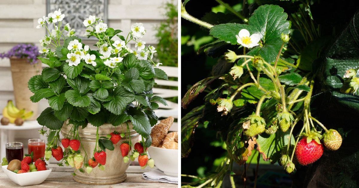 Montana Strawberry Variety Info And Grow Guide Strawberry Plants