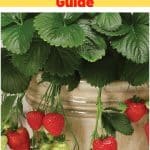 Montana Strawberry Variety Info And Grow Guide pinterest image.