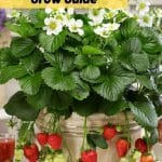 Montana Strawberry Variety Info And Grow Guide pinterest image.