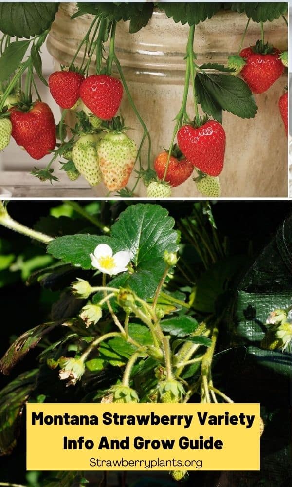 Montana Strawberry Variety Info And Grow Guide Strawberry Plants