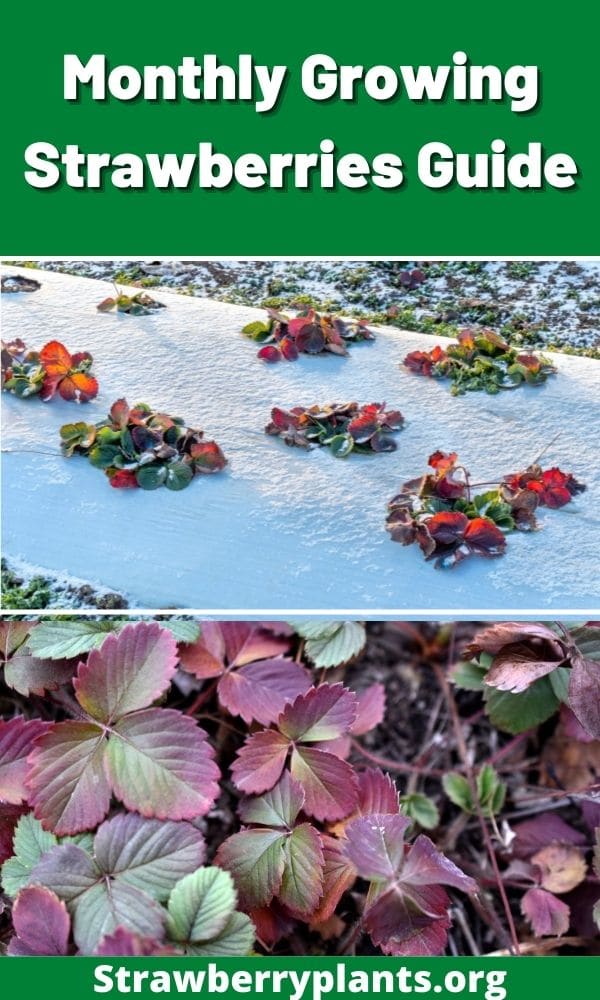 Monthly Growing Strawberries Guide – Strawberry Plants