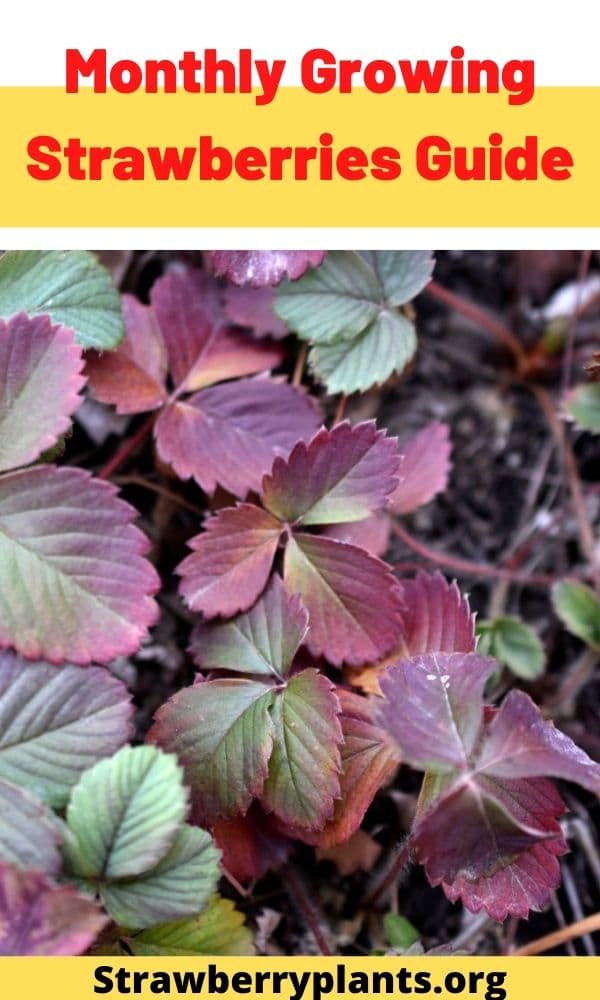 Monthly Growing Strawberries Guide – Strawberry Plants