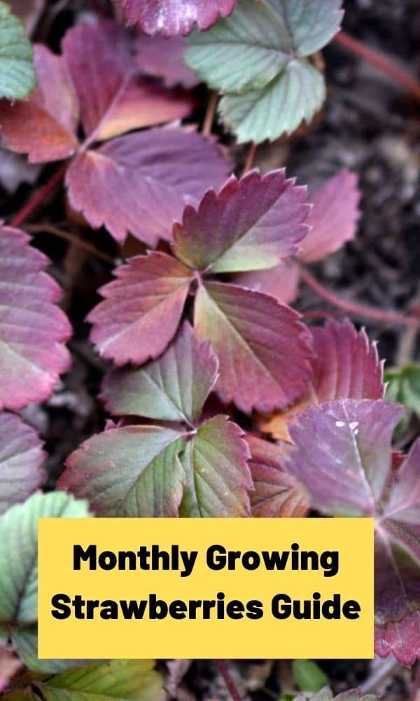 Monthly Growing Strawberries Guide – Strawberry Plants