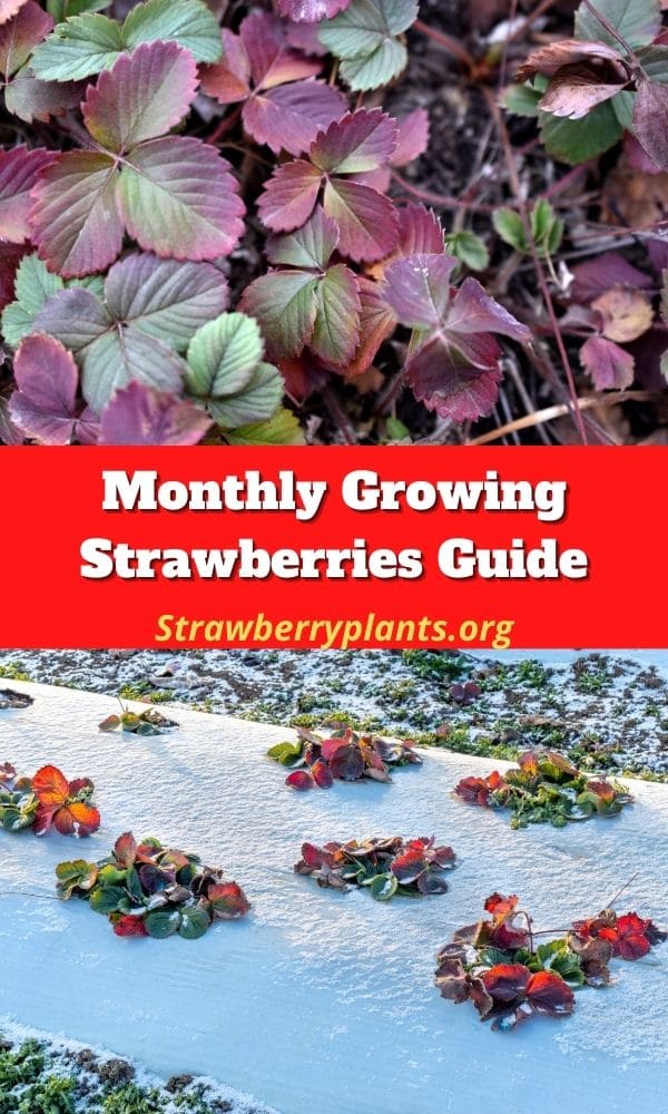 What Time Of Year Do You Plant Strawberries