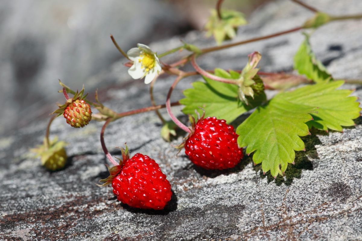 Mountain strawberry plant on rock with ripe fruits