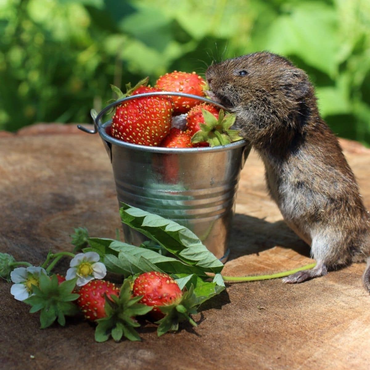 Mouse eating strawberries