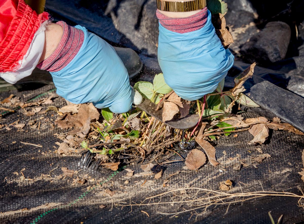 Farmer with gloves cutting old strawberry plant