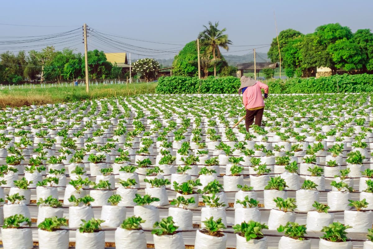 Farmer mowing strawberry field