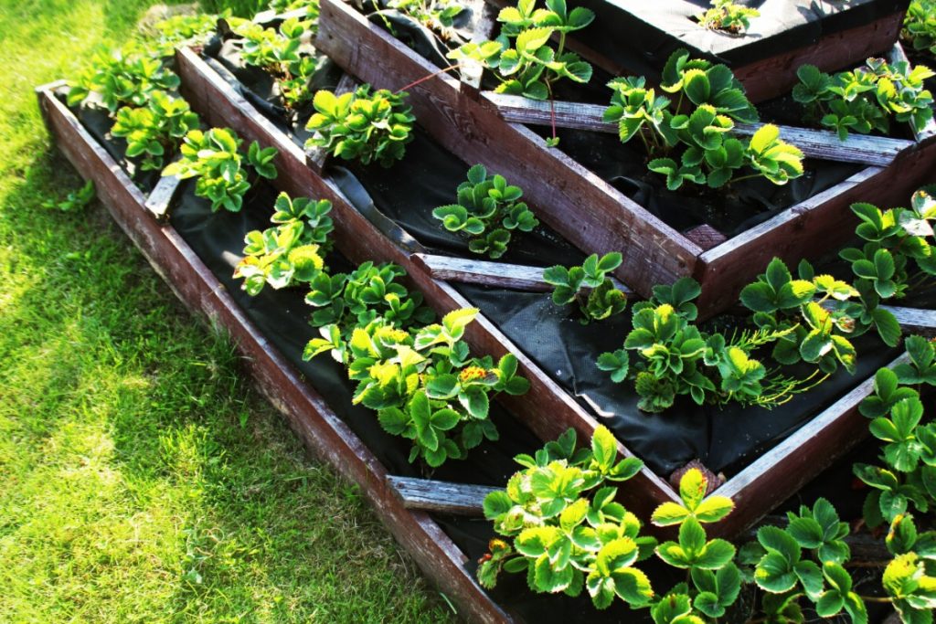 Multi tiered raised garden bed growing strawberries.