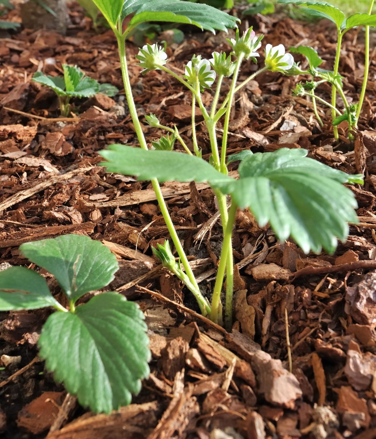 Mulched strawberry plants